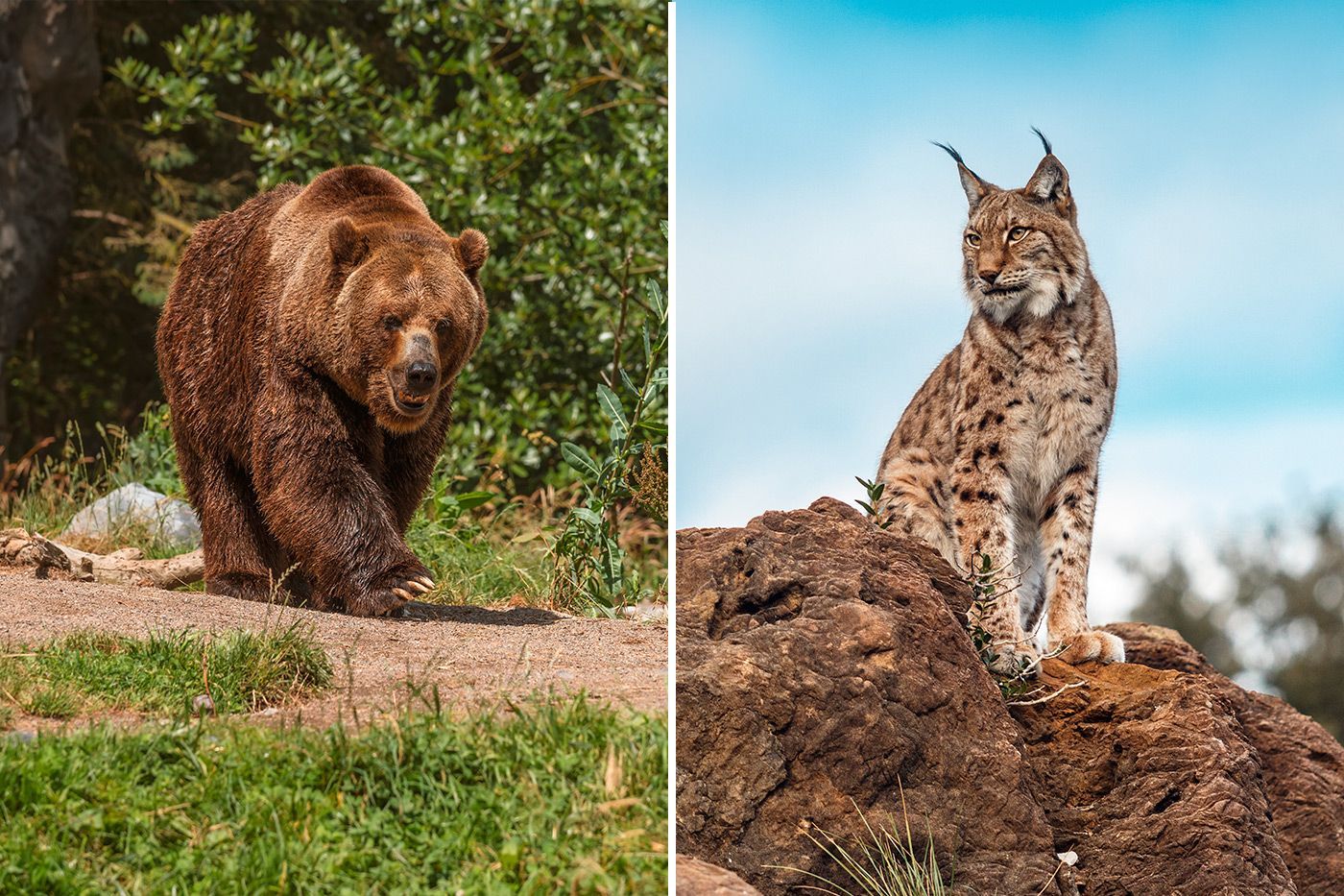 Oso Pardo / Lince Ibérico