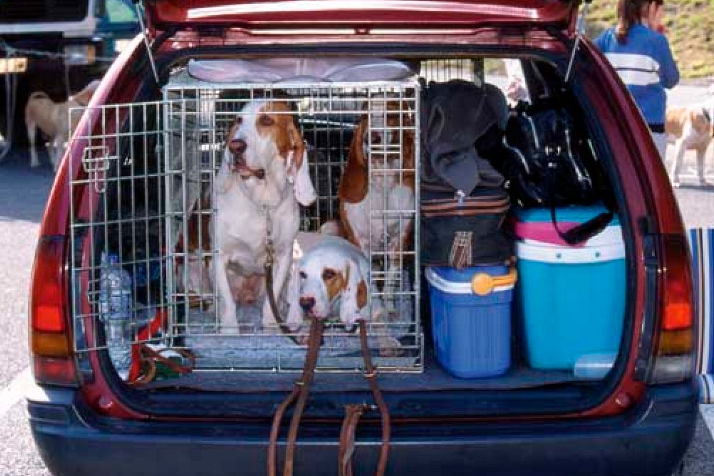 Perros vacaciones