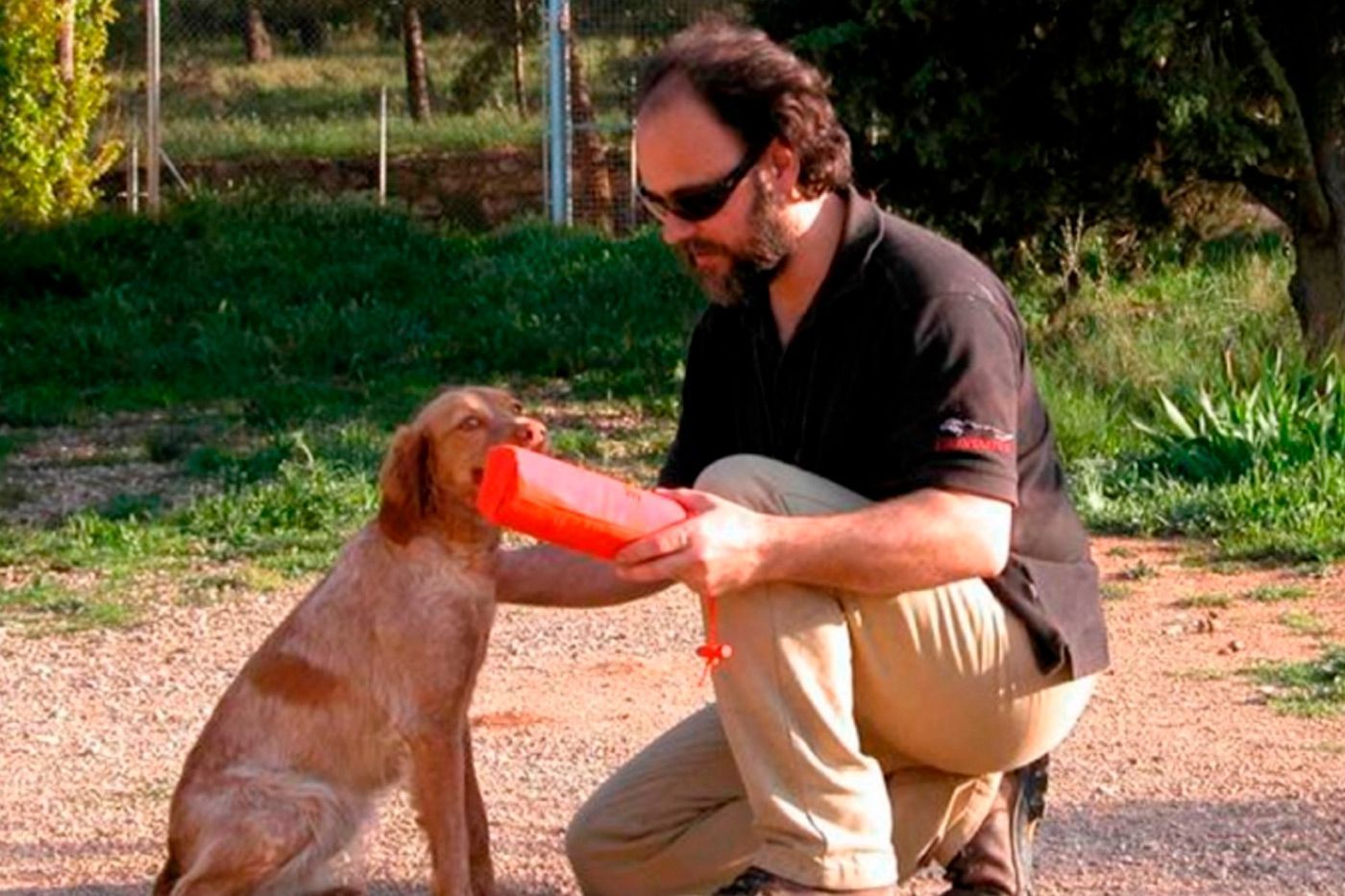 Trucos con los perros antes de la caza en media veda