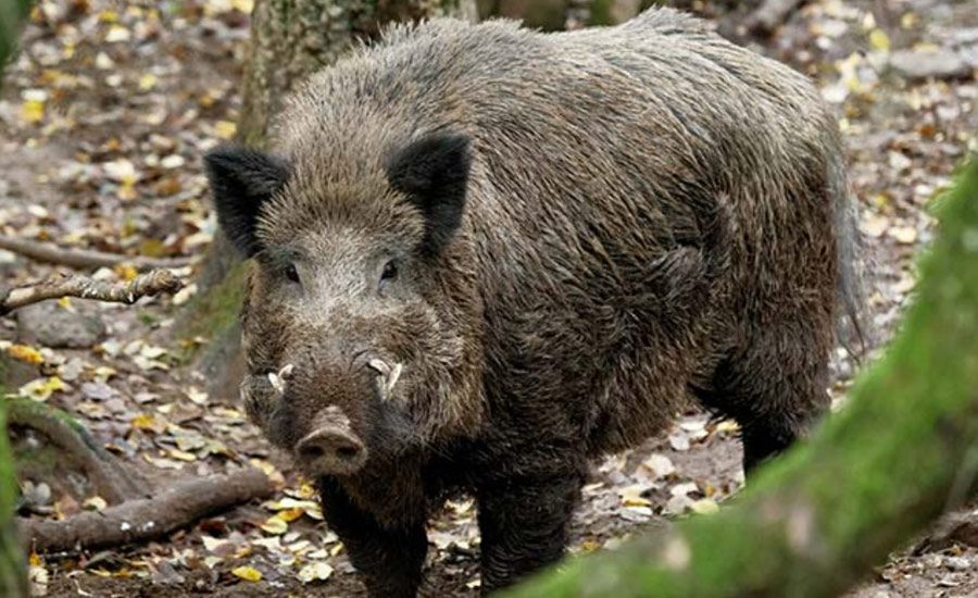 ¿Cómo adiestrar a mi perro para que cobre bien? ¿A qué edad se cazan los mejores jabalíes y venados?