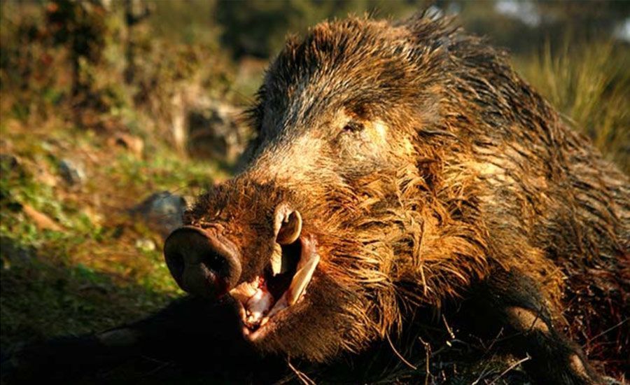 ¿Cómo adiestrar a mi perro para que cobre bien? ¿A qué edad se cazan los mejores jabalíes y venados?