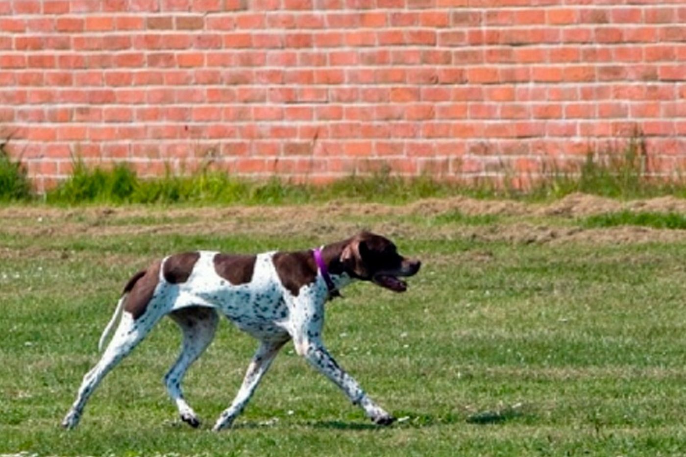 El pointer como compañero de caza