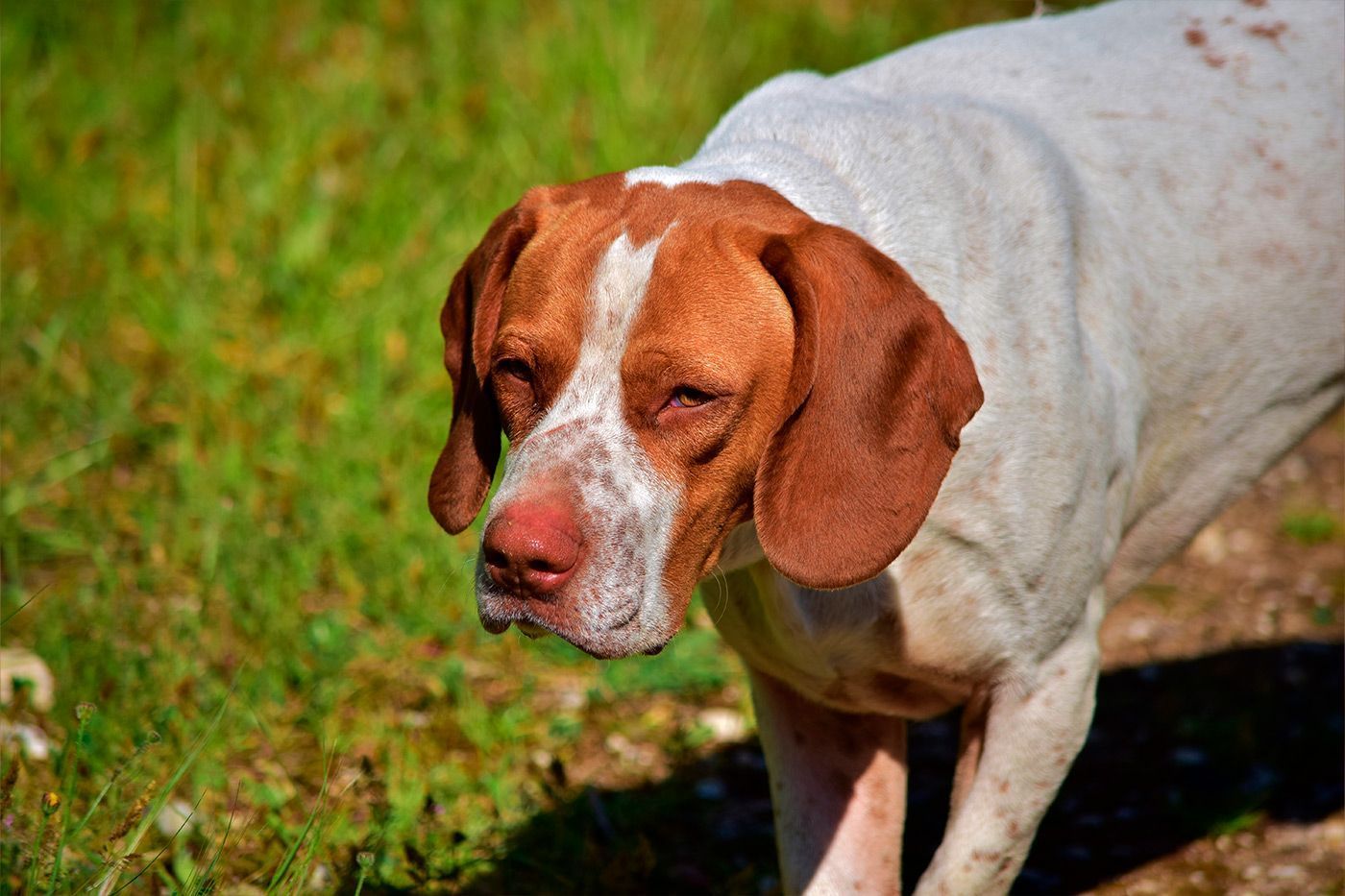 El rastreo, habilidad imprescindible en la caza