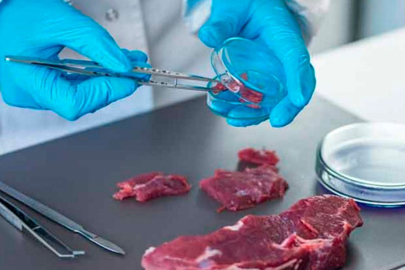 Un estudio científico confirma las propiedades saludables de la carne de ciervo