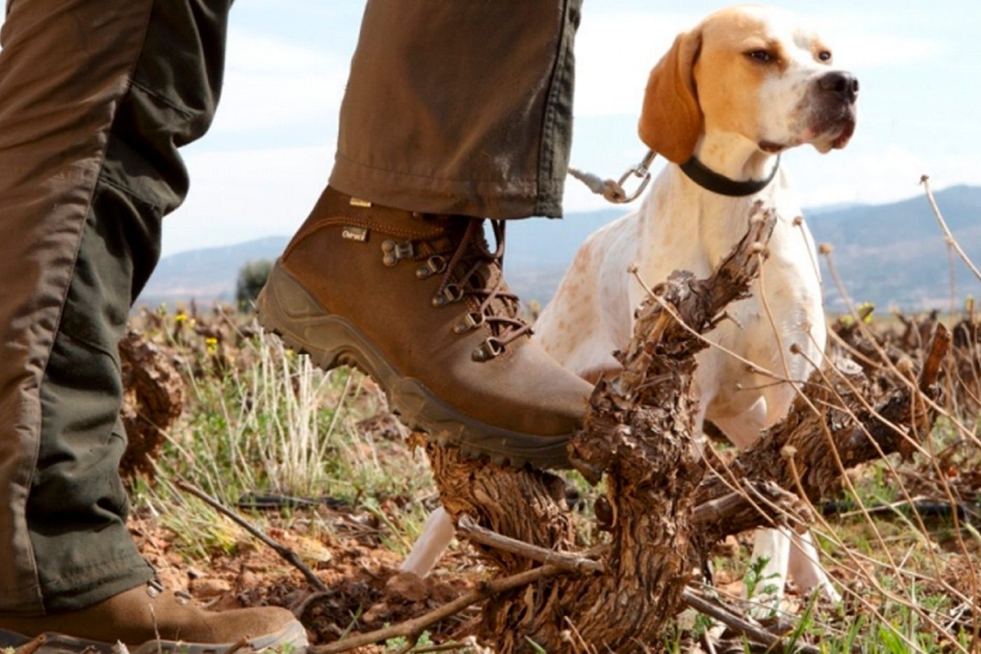 Las claves del instinto de caza de un perro