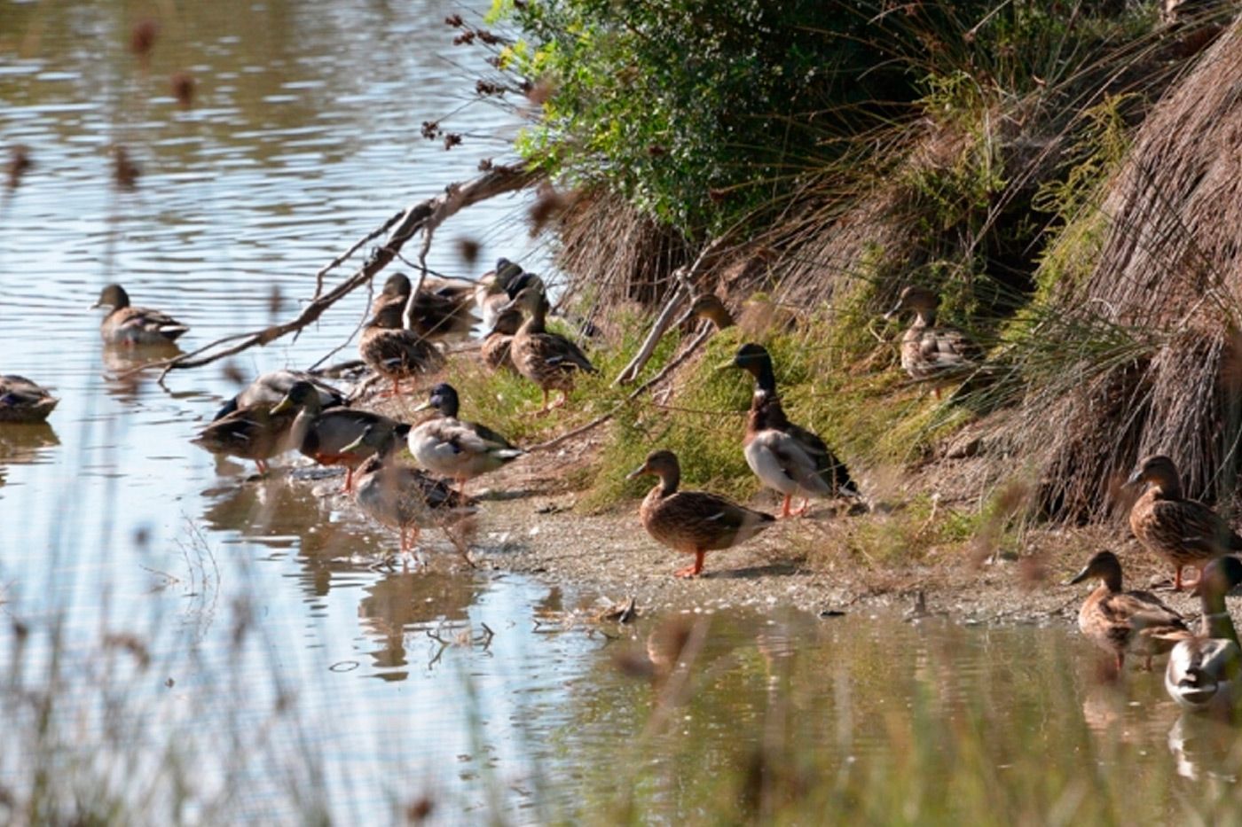 Caza en la Comunidad Valenciana