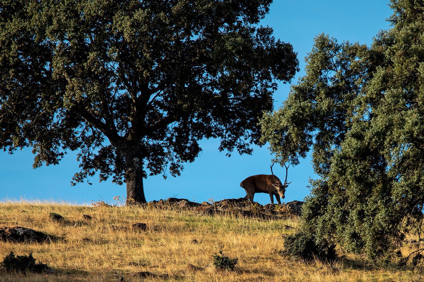La caza en Extremadura
