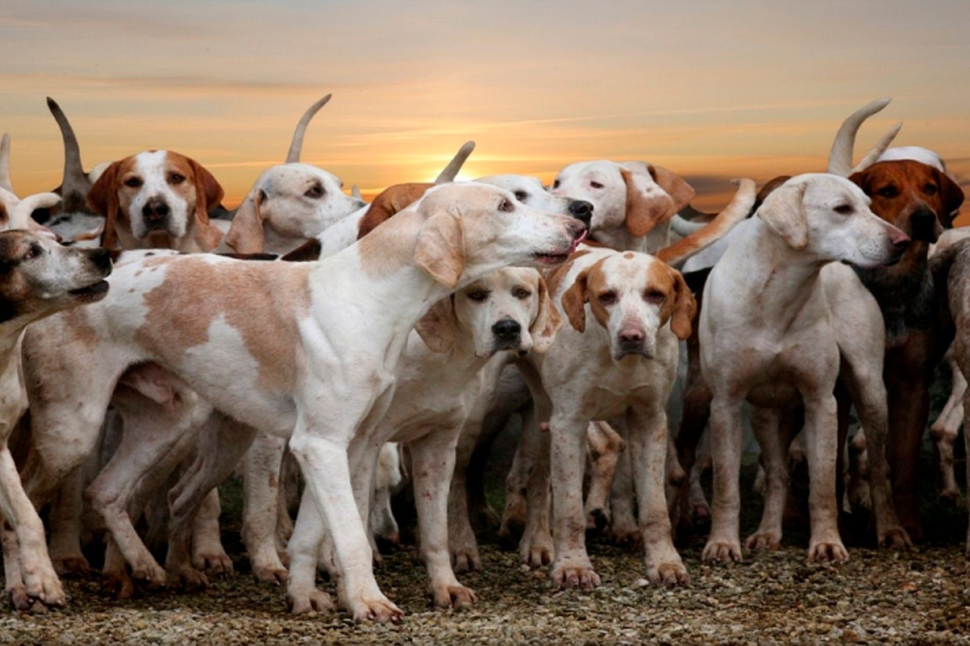 Cómo organizar una montería con éxito