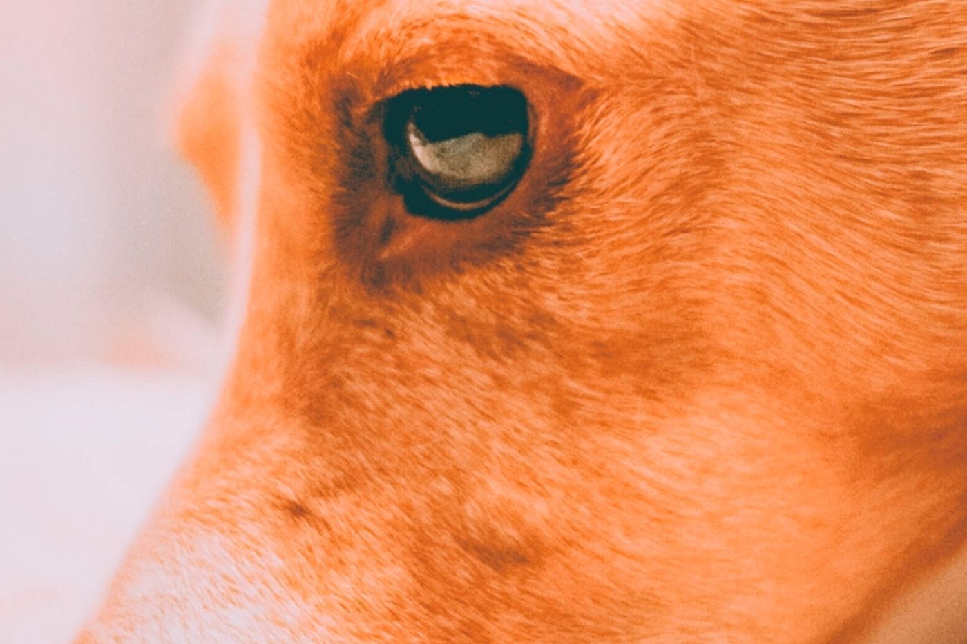 El podenco andaluz para la caza