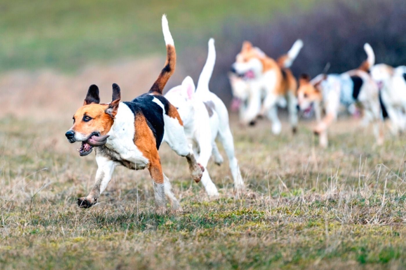 Cómo garantizar la seguridad para la caza en batida