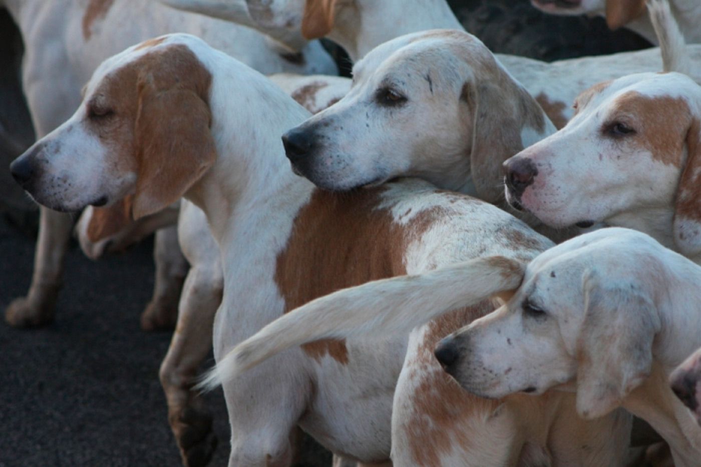 Consejos de seguridad para la caza en batida