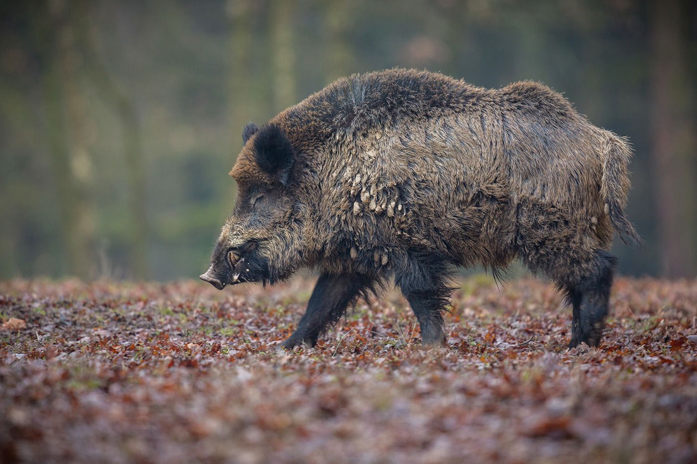 Edades para la caza de jabalíes y venados