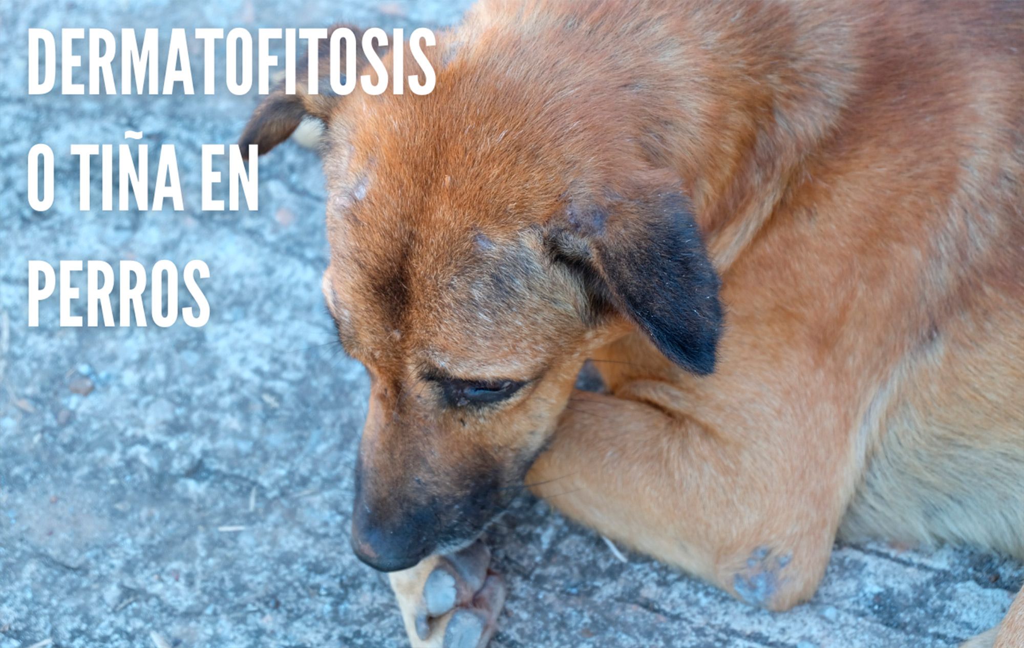 Qu Tan Com n Es La Ti a En Los Perros