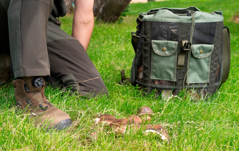 Temporada de setas en España: tradición, naturaleza y sabores de otoño