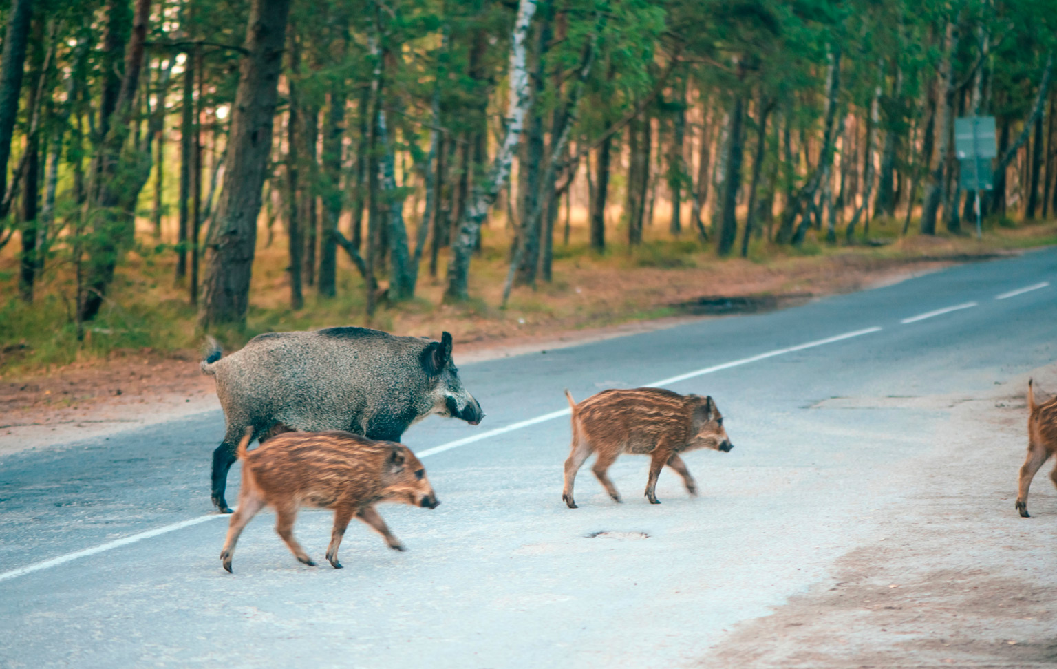 Accidentes con fauna en carretera: guía completa para cazadores en sus desplazamientos al coto